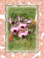 Bouquet Orchidee